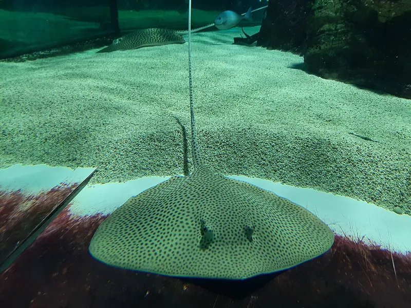 En rocka i akvariet på Tropicarium i Budapest